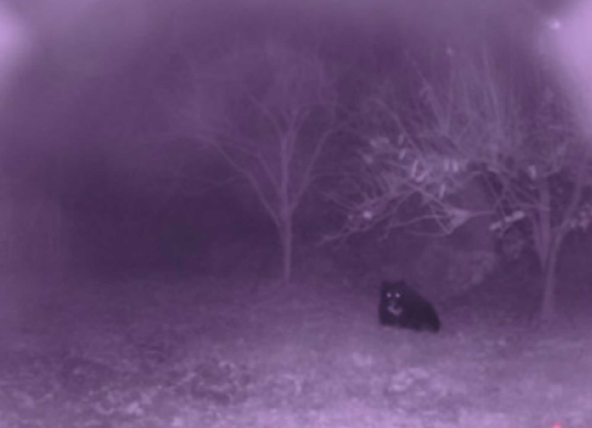 Image of a black bear captured by a wildlife detection system.