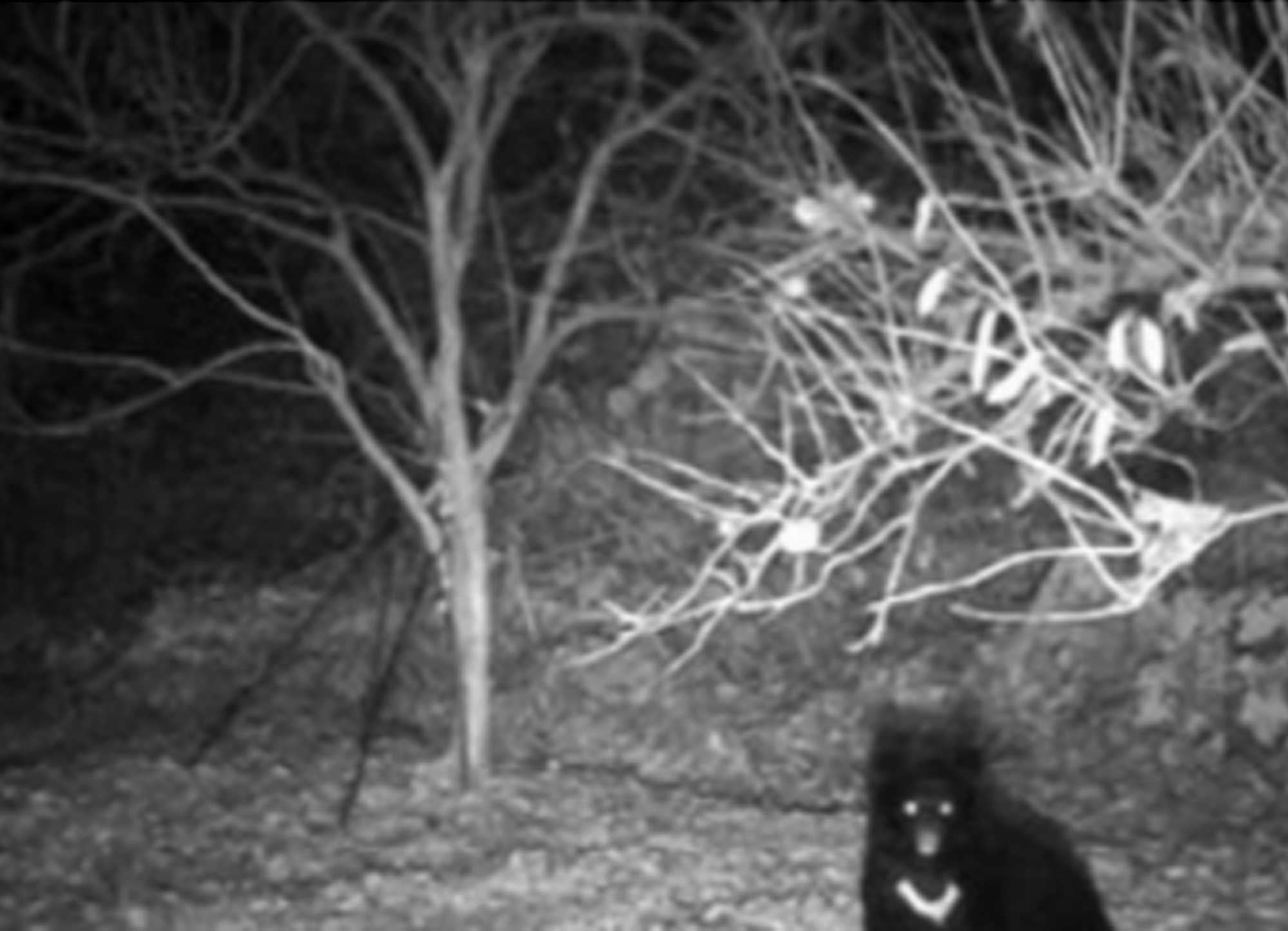 Some of the videos taken by the trail camera