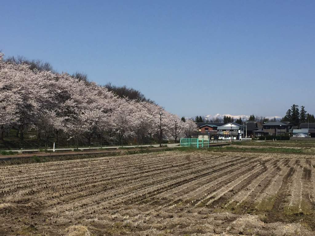 Cherry blossoms surrouding U of Aizu