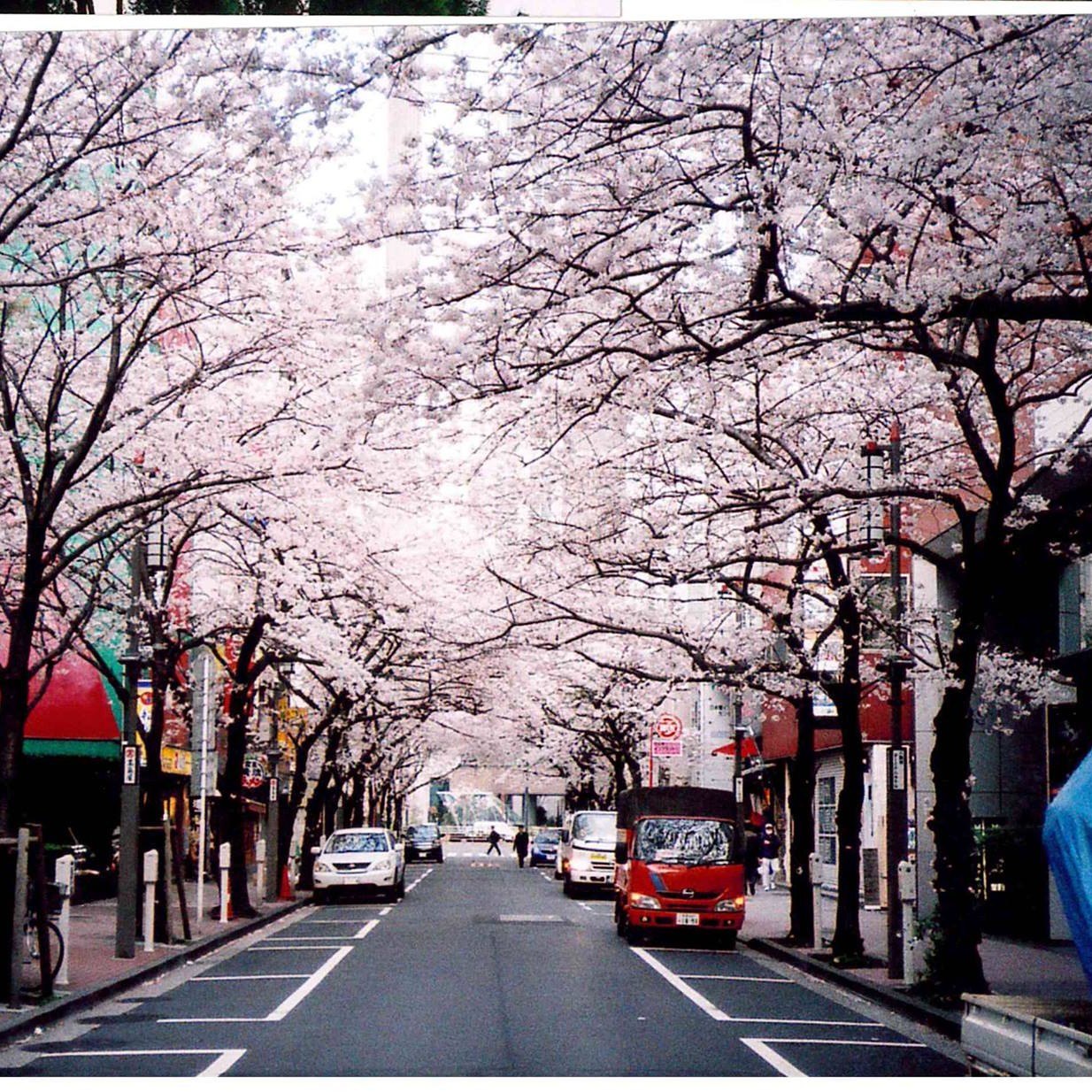 Tokyo: Sakura season